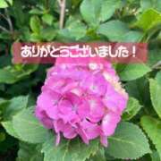 ちか 散らず、朽ちてもなお咲き続ける紫陽花の美学 吉祥寺ミセス・シンデレラ（シンデレラグループ）