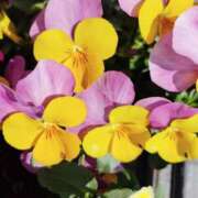 みわ お店にいまーす。 渋谷 風俗 奥様発情の会