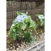 ヒメ日記 2026/02/08 16:22 投稿 二条りく しこたま奥様 横浜店