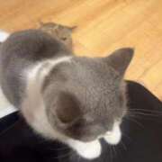 ヒメ日記 2025/10/21 22:01 投稿 かすみ・SP アニバーサリー