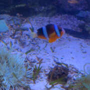 ヒメ日記 2025/11/08 19:00 投稿 ふゆ Club S