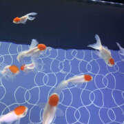 ヒメ日記 2025/04/14 17:01 投稿 かんな Club S