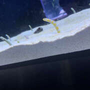 ヒメ日記 2025/04/20 22:21 投稿 かんな Club S