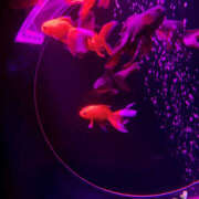 ヒメ日記 2025/04/27 21:21 投稿 かんな Club S