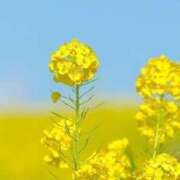 ヒメ日記 2025/04/04 18:22 投稿 新人・雫(しずく) グランドオペラ福岡