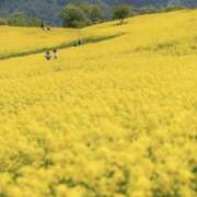 ヒメ日記 2025/04/04 20:21 投稿 新人・雫(しずく) グランドオペラ福岡