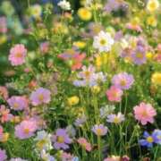 ヒメ日記 2025/05/15 17:05 投稿 新人・雫(しずく) グランドオペラ福岡