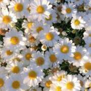 ヒメ日記 2025/06/20 18:51 投稿 新人・雫(しずく) グランドオペラ福岡