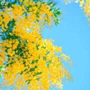 ヒメ日記 2025/06/30 09:04 投稿 新人・雫(しずく) グランドオペラ福岡