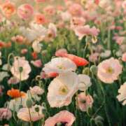 ヒメ日記 2025/07/02 13:41 投稿 新人・雫(しずく) グランドオペラ福岡