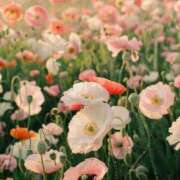 ヒメ日記 2025/07/02 14:01 投稿 新人・雫(しずく) グランドオペラ福岡