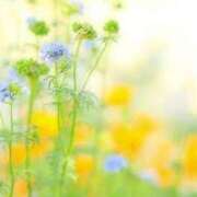 ヒメ日記 2025/07/09 01:41 投稿 新人・雫(しずく) グランドオペラ福岡