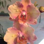 ヒメ日記 2025/04/02 17:53 投稿 新人・結愛(ゆあ) グランドオペラ福岡