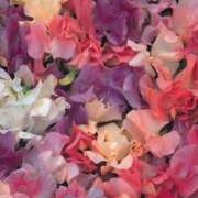 ヒメ日記 2025/04/04 08:19 投稿 新人・結愛(ゆあ) グランドオペラ福岡