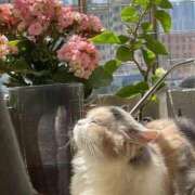 ヒメ日記 2025/04/06 13:02 投稿 新人・結愛(ゆあ) グランドオペラ福岡