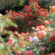 ヒメ日記 2025/07/27 12:24 投稿 新人・結愛(ゆあ) グランドオペラ福岡