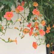 ヒメ日記 2025/08/02 15:30 投稿 新人・結愛(ゆあ) グランドオペラ福岡