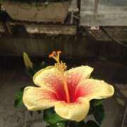 ヒメ日記 2025/08/03 20:21 投稿 新人・結愛(ゆあ) グランドオペラ福岡