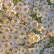 ヒメ日記 2025/08/03 20:41 投稿 新人・結愛(ゆあ) グランドオペラ福岡