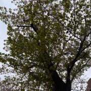 ヒメ日記 2025/04/13 16:16 投稿 ななせ 吉原ファーストレディ