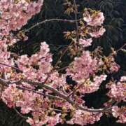 ヒメ日記 2026/03/09 22:42 投稿 ななせ 吉原ファーストレディ