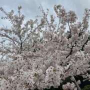 ヒメ日記 2025/04/17 10:36 投稿 千那/ちな〔VIP〕非対応 aQua～アクア～（金津園）