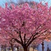 ヒメ日記 2025/03/14 11:58 投稿 三宅凛々子(みやけりりこ) 五十路マダムエクスプレス厚木店(カサブランカグループ)