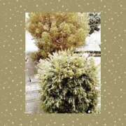 ヒメ日記 2025/03/19 08:08 投稿 三宅凛々子(みやけりりこ) 五十路マダムエクスプレス厚木店(カサブランカグループ)