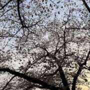 ヒメ日記 2025/03/30 11:50 投稿 三宅凛々子(みやけりりこ) 五十路マダムエクスプレス厚木店(カサブランカグループ)