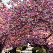 ヒメ日記 2025/04/16 11:04 投稿 三宅凛々子(みやけりりこ) 五十路マダムエクスプレス厚木店(カサブランカグループ)