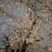 ヒメ日記 2025/03/31 09:15 投稿 じゅり セレブクエスト-Nishikawa-