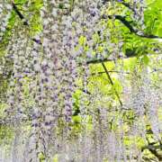 ヒメ日記 2025/04/28 11:50 投稿 菜月 三重デリヘル研究所