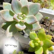 ヒメ日記 2025/09/08 00:26 投稿 春野 熟女待機所 厚木店