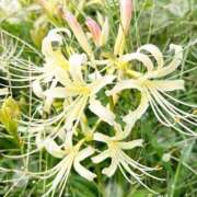 ヒメ日記 2025/09/25 17:26 投稿 春野 熟女待機所 厚木店