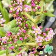 ヒメ日記 2025/09/26 15:26 投稿 春野 熟女待機所 厚木店