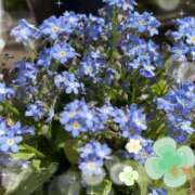 ヒメ日記 2026/03/28 12:46 投稿 春野 熟女待機所 厚木店