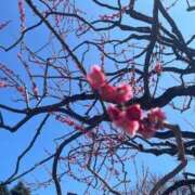 ヒメ日記 2025/03/13 14:13 投稿 さくら One More 奥様　錦糸町店