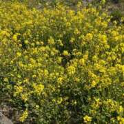 ヒメ日記 2025/03/13 23:23 投稿 さくら One More 奥様　錦糸町店