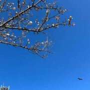 ヒメ日記 2025/03/14 21:23 投稿 さくら One More 奥様　錦糸町店