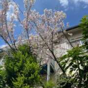 ヒメ日記 2025/03/29 18:33 投稿 さくら One More 奥様　錦糸町店