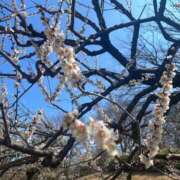 ヒメ日記 2025/03/30 10:23 投稿 さくら One More 奥様　錦糸町店