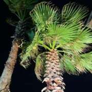 ヒメ日記 2025/07/18 08:32 投稿 なな the SPA KADOEBI