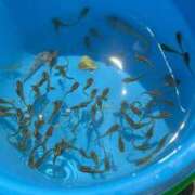 ヒメ日記 2025/07/22 18:32 投稿 なな the SPA KADOEBI