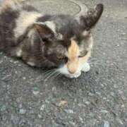 ヒメ日記 2025/11/05 13:12 投稿 なな the SPA KADOEBI