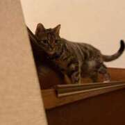 ヒメ日記 2026/02/05 07:12 投稿 なな the SPA KADOEBI