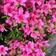 ヒメ日記 2026/05/11 13:42 投稿 なな the SPA KADOEBI