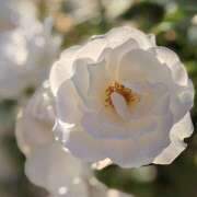 ヒメ日記 2025/05/29 14:43 投稿 ちえ 完熟ばなな西川口