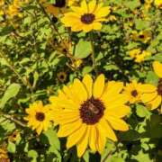 ヒメ日記 2025/07/27 17:13 投稿 ちえ 完熟ばなな西川口