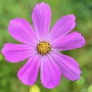 ヒメ日記 2025/09/09 12:53 投稿 ちえ 完熟ばなな西川口