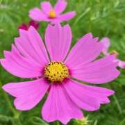 ヒメ日記 2025/10/24 12:53 投稿 ちえ 完熟ばなな西川口